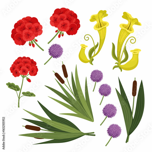 Illustration of various plants including red geraniums, yellow pitcher plants, purple allium flowers, and brown cattails with green leaves, isolated on white.