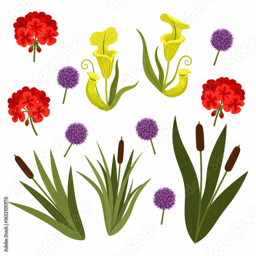 Illustration of various plants including red geraniums, yellow cobra lilies, purple allium flowers, and brown cattails with green leaves.
