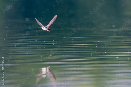 Photos Western house martin (Delichon urbicum) flying over a loch in the evening, Angus