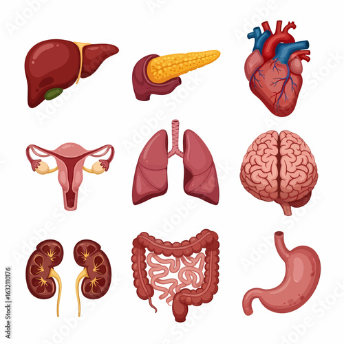Illustration showing a collection of human internal organs including the liver, pancreas, heart, uterus, lungs, brain, kidneys, intestines, and stomach, arra...