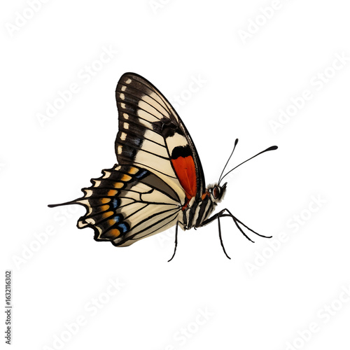 Detailed illustration of a colorful swallowtail butterfly, AIzaSyCXfVqtE-MfKqMoQS3rK0TdJ3ion5GQV3Q isolated on a white background.