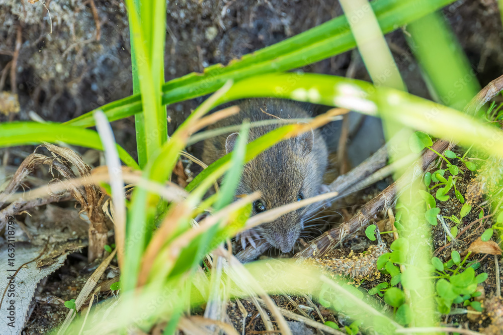 Obraz premium A closeup of a Common vole, Microtus arvalis, on the ground with a blurry background