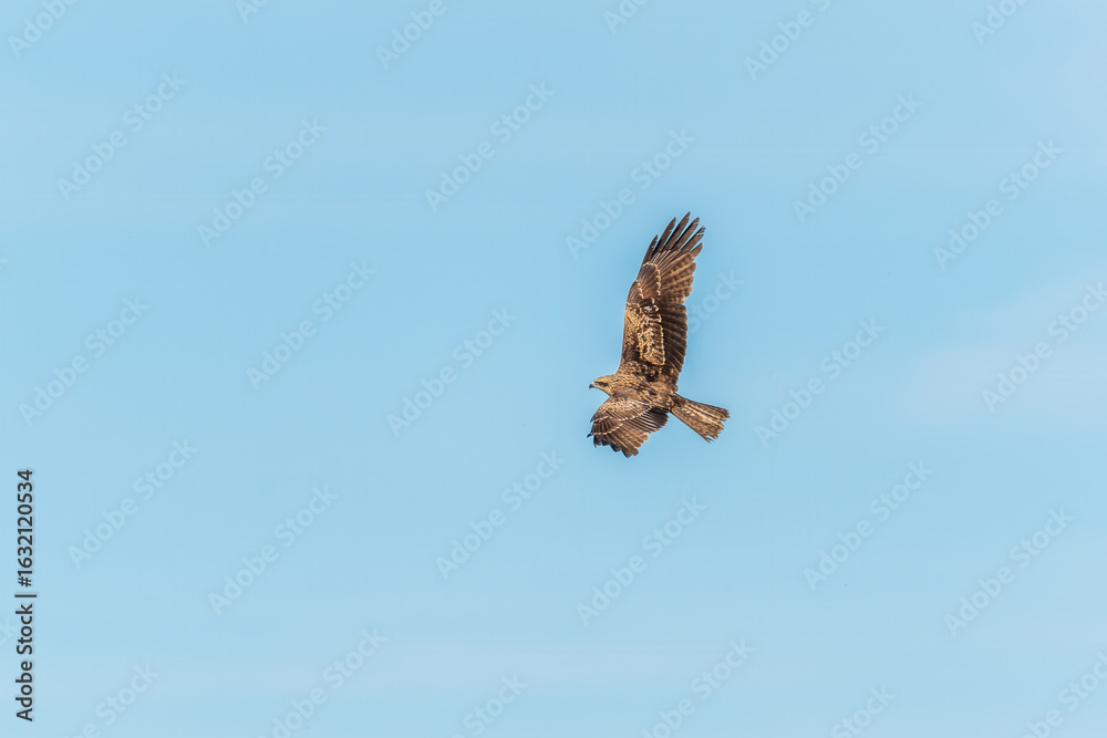 Fototapeta premium The bird of prey Black Kite flying in blue Sky
