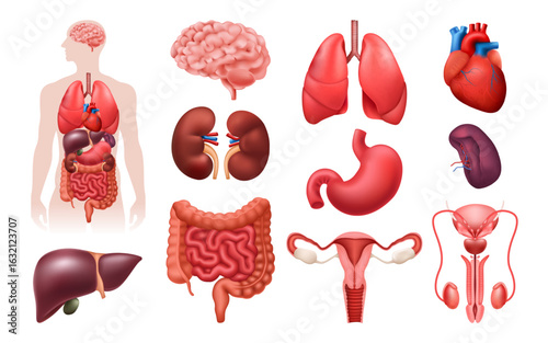 Realistic Anatomical of the Human Body Organs Set