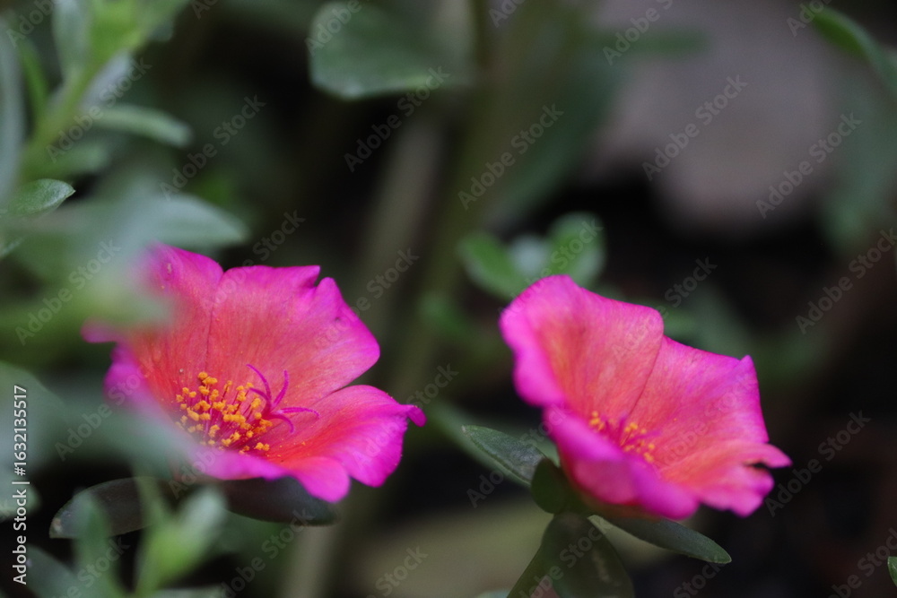 Fototapeta premium Close-up of vibrant pink Portulaca flowers with yellow stamens and green leaves