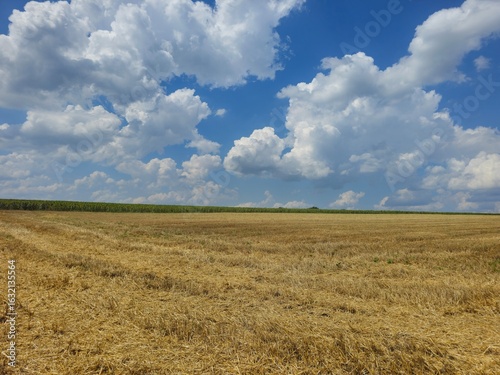 A large field of yellow grass