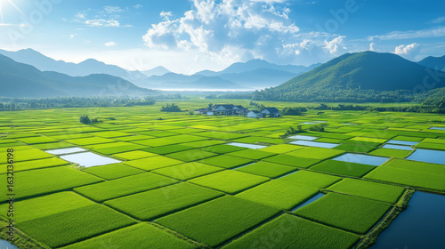Aerial photography of rural outdoor green rice paddies, rural revitalization concept