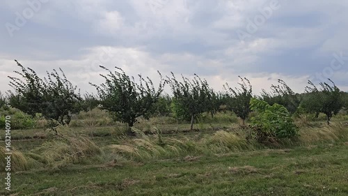 A grassy area with trees