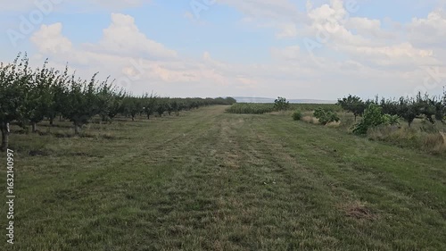 A grassy field with trees