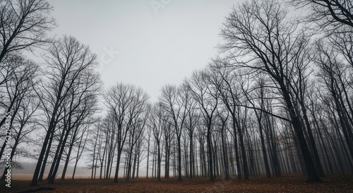 Misty autumn forest with bare trees and overcast sky in tranquil landscape
