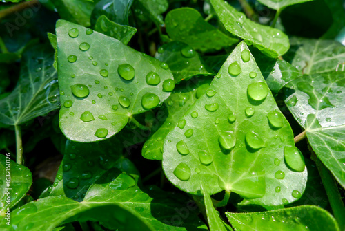 Tableau sur toile Water droplets on heart-shaped ivy leaves (Hedera helix)