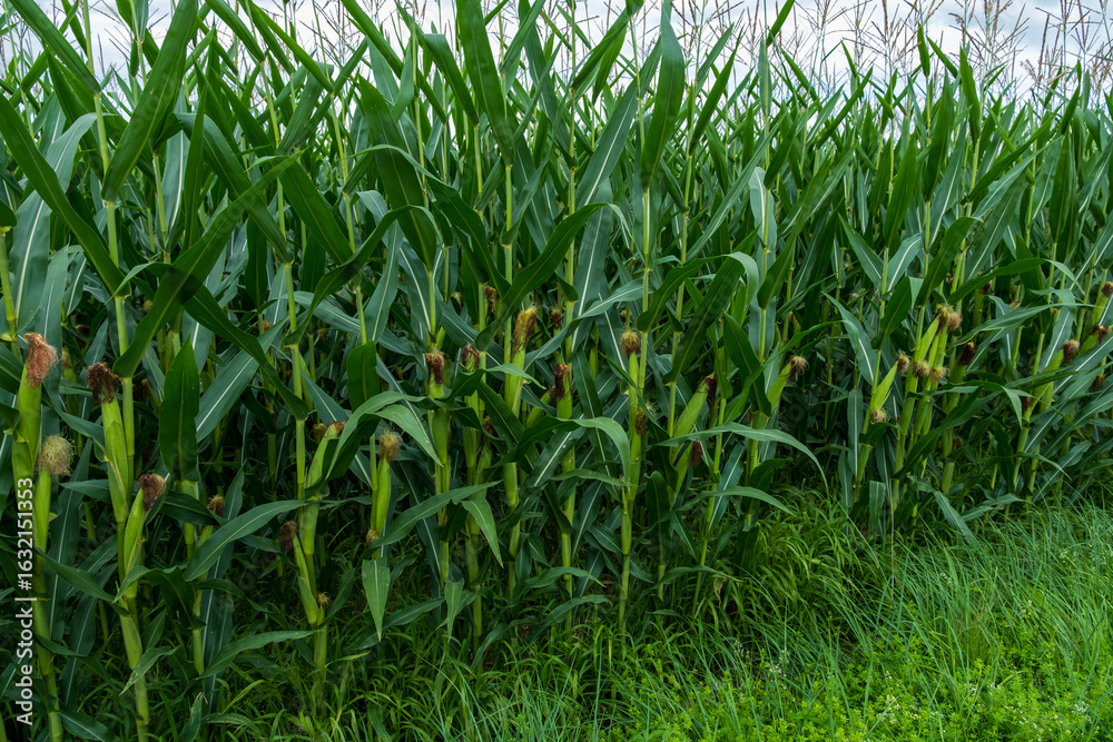 Obraz premium corn