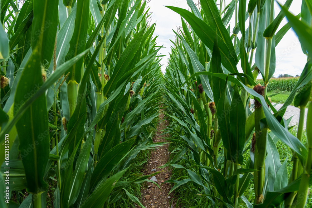 Fototapeta premium corn