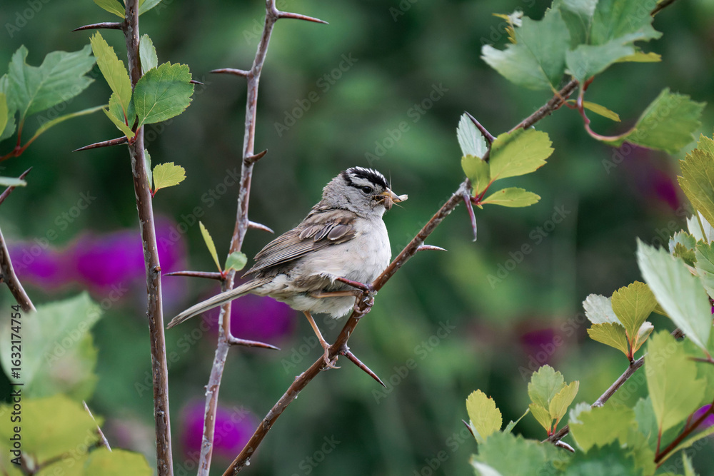 Fototapeta premium Adult white-crowned sparrow (Zonotrichia leucophrys)