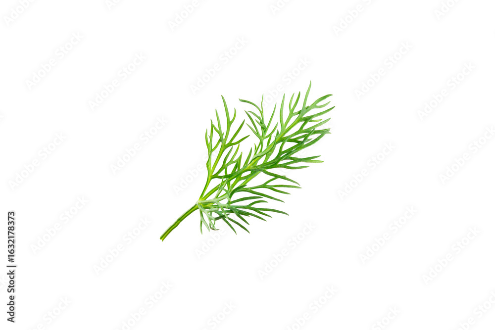 Naklejka premium Dill isolated on white background. Fresh organic greens. Dill plantation. Dill leaves. Bunch of spring young dill. Vitamins. Fiber. Aromatic culinary spice.
