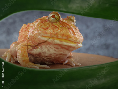 Foto Wide mouth or Argentine horned frog (Ceratophrys ornata) or albino pacman frog with orange color and green leaf foreground