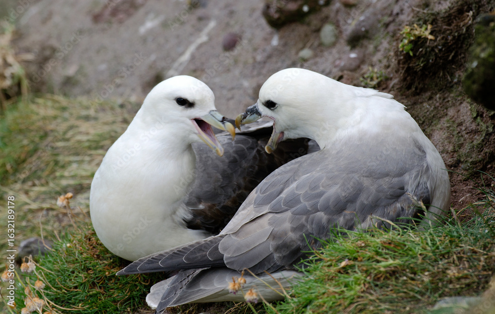 Obraz premium Fulmar boréal, Pétrel fulmar, Nid, Fulmarus glacialis, Northern Fulmar