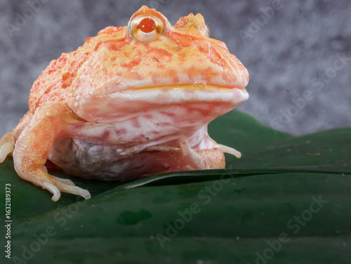 Foto Wide mouth or Argentine horned frog (Ceratophrys ornata) or albino pacman frog with orange color on a green leaf