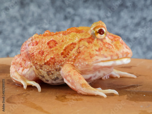 Foto Wide mouth or Argentine horned frog (Ceratophrys ornata) or albino pacman frog with orange color on a tree trunk