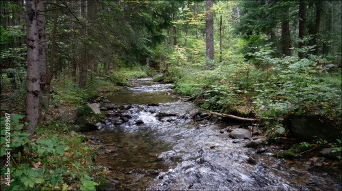 A tranquil forest stream winds through lush greenery.