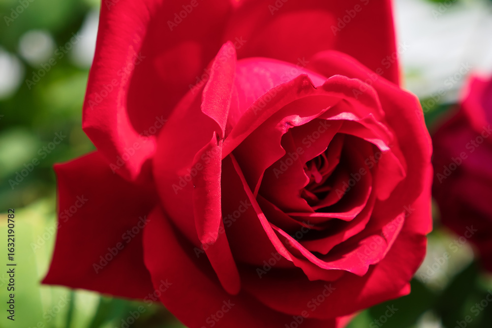 Obraz premium 深紅のバラの花