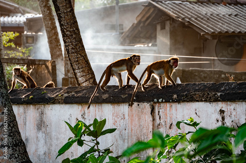 Canvas Print monkey on a wall, sri lanka, asia
