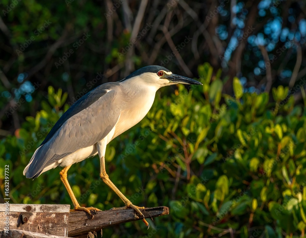 Black-crowned night heron perched on a wooden post Black-crowned night heron perched on a wooden post
