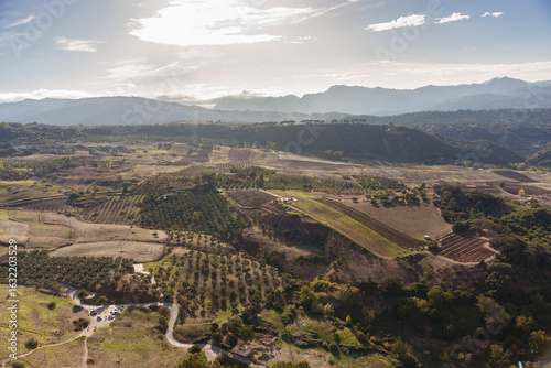 aerial view of vineyards in the morning