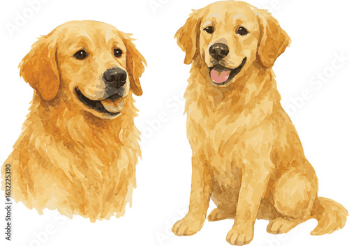 Vector watercolor realistic illustration of a golde retriever dog sitting and portrait