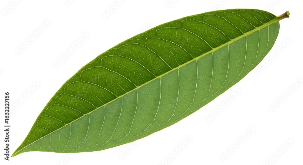 Obraz premium Single green leaf on a white background