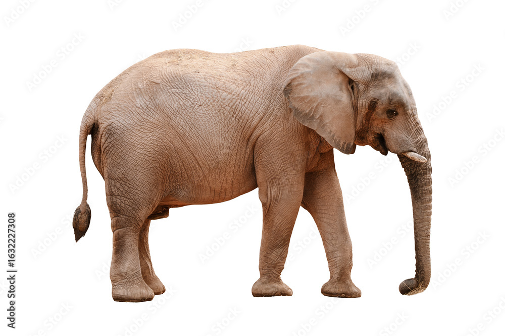 Fototapeta premium African Elephant Walking Isolated on White Background
