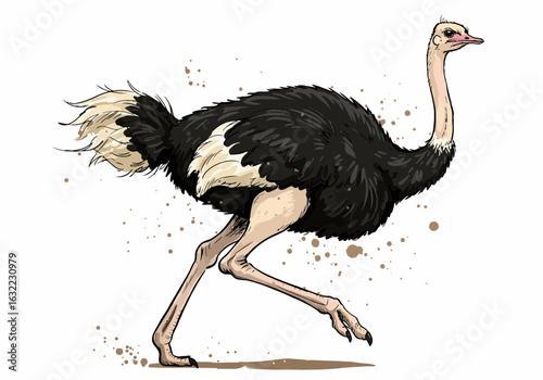 Ostrich Illustration Art – Fastest Running Bird Drawing – African Wildlife Animal Print – Hand-Drawn Exotic Nature Design – Realistic Feathered Decor

