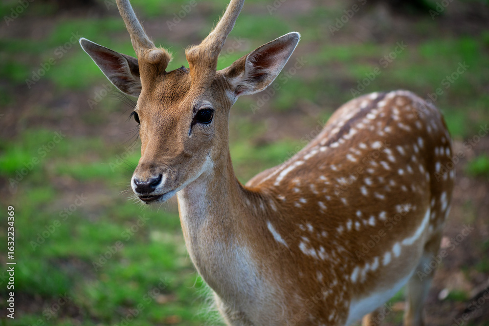 Naklejka premium Female sika deer in the wild against the background of green grass, close-up.