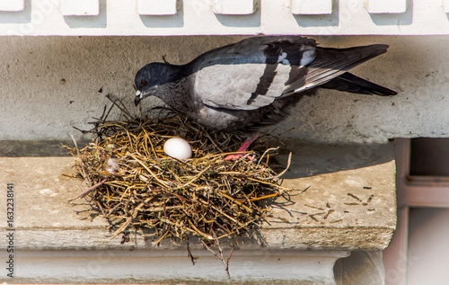 The story of a pigeon who made a nest and laid eggs 