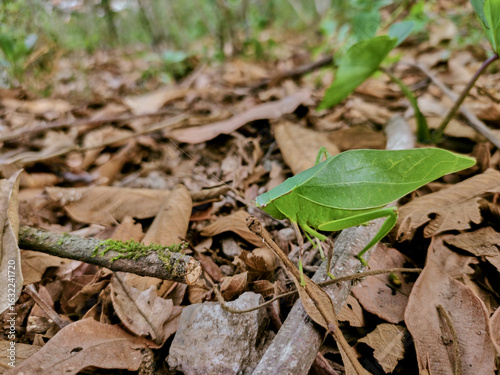 Green grasshopper posing on branches on dry autumn leaves