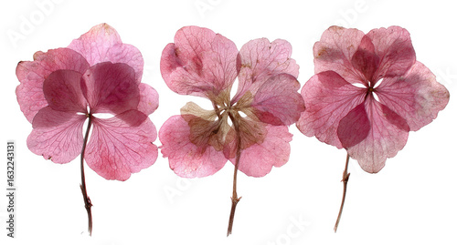 Three pressed, light pink hydrangea blossoms, arranged horizontally.  Petal details visible.  Pale, faded tones