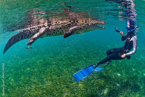 Photography American crocodile (Crocodylus acutus) and free diver in the mangroves