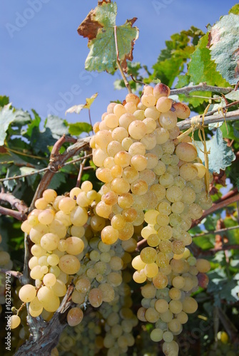 bunch of grapes
