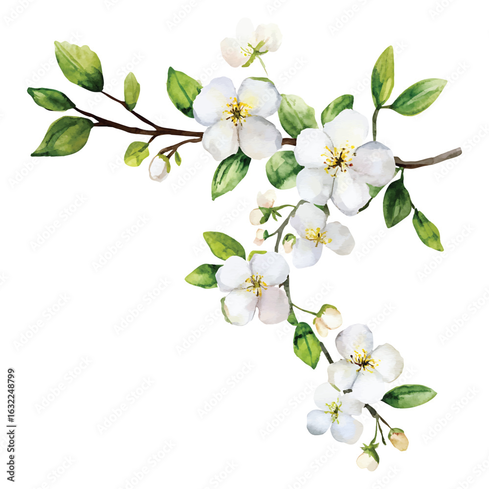 Obraz premium Watercolor White Blossom Branch Vector with Transparent Background and Floral Design