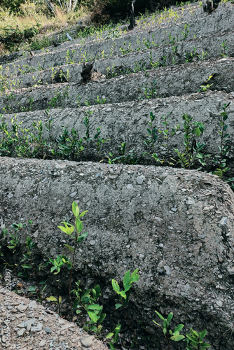 View of rows of parallel cultivation of coca plantation