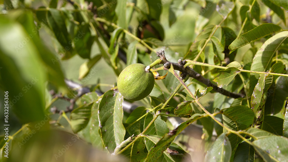 Fototapeta premium Green walnut pericarp hanging on a branch surrounded by lush green leaves, showcasing the natural beauty and growth of this unique fruit in its environment