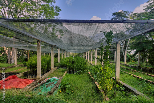 Manufacture of greenhouse for coca leaf seedlings