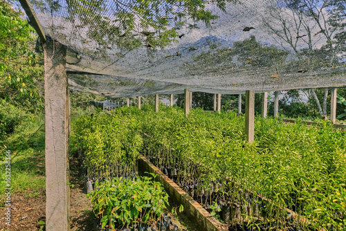 Manufacture of greenhouse for coca leaf seedlings