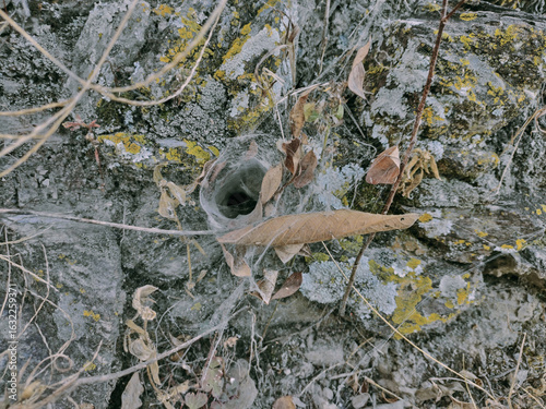 Hollow of spider house covered with spider web