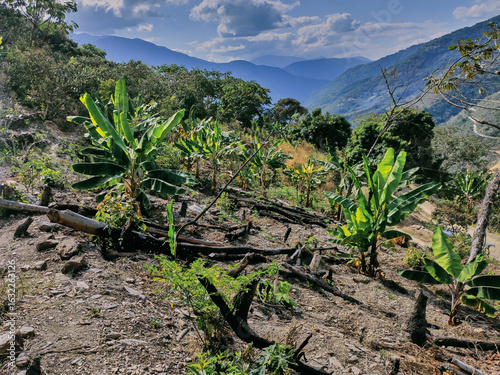 View of banana crop with some trees cut down