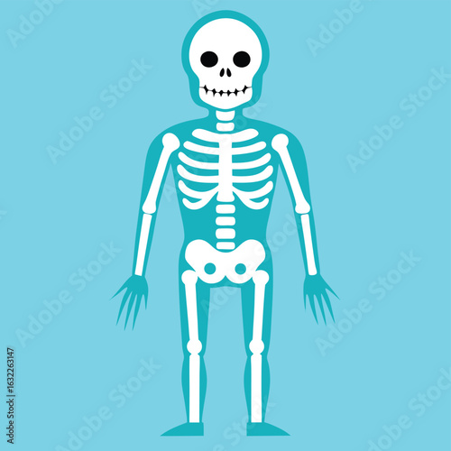 Human skeleton anatomy illustration on blue background