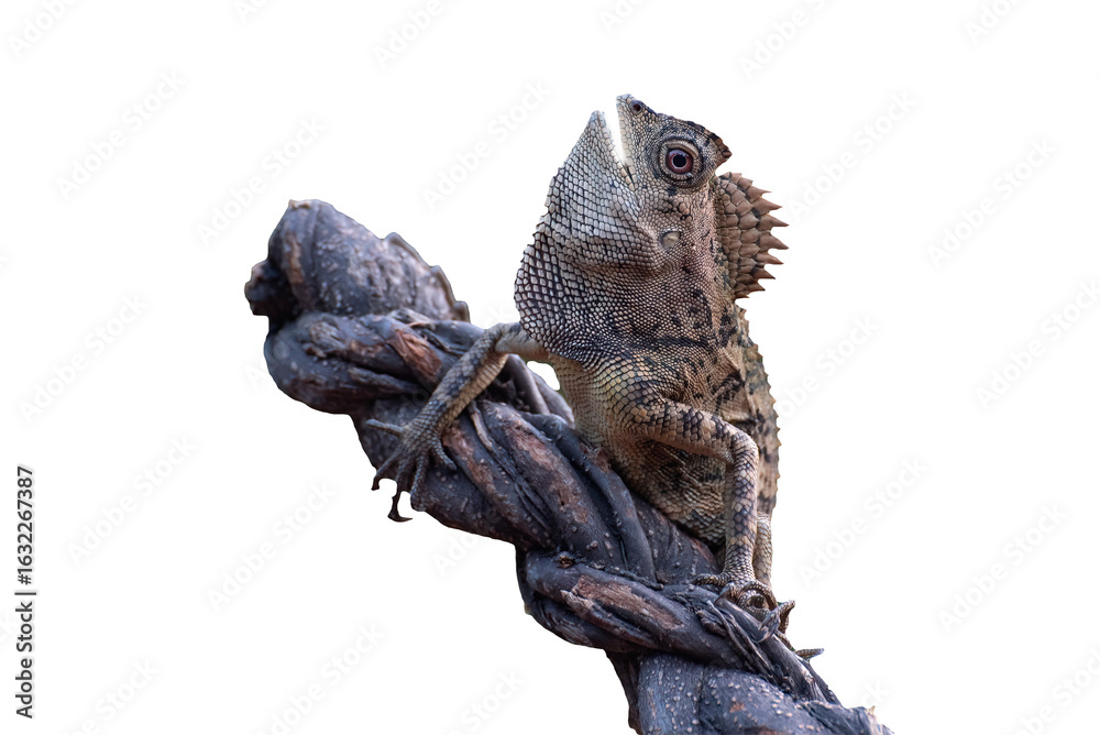 Fototapeta premium Dragon forest lizard on a branch