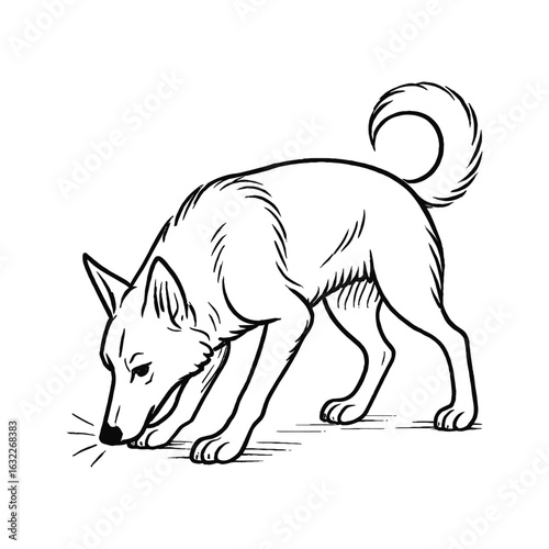 Dog sniffing the ground with curled tail canine animal