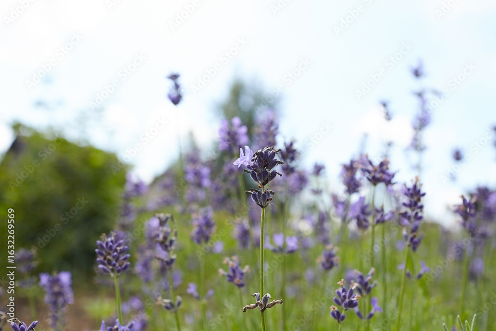 Naklejka premium Lavender flowers blooming in a vibrant green field under a clear blue sky, showcasing the beauty of nature and the essence of tranquility and relaxation