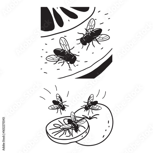 Flies on citrus fruit slices